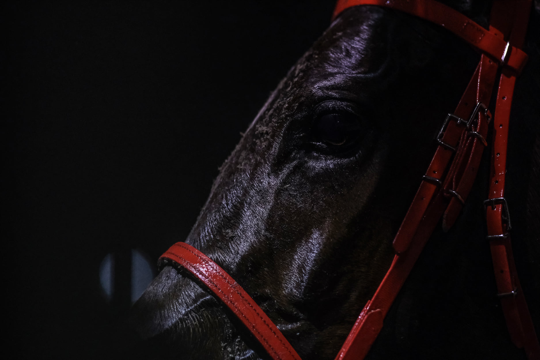 Horses | Chelmsford City Racecourse