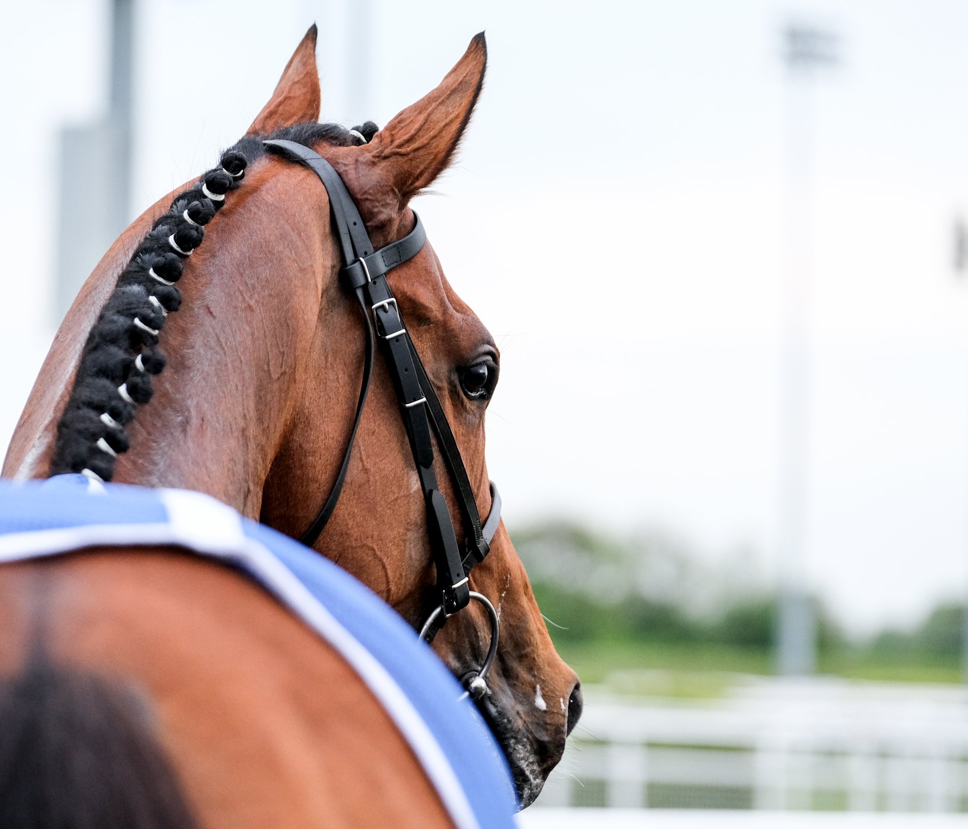 Horses | Chelmsford City Racecourse