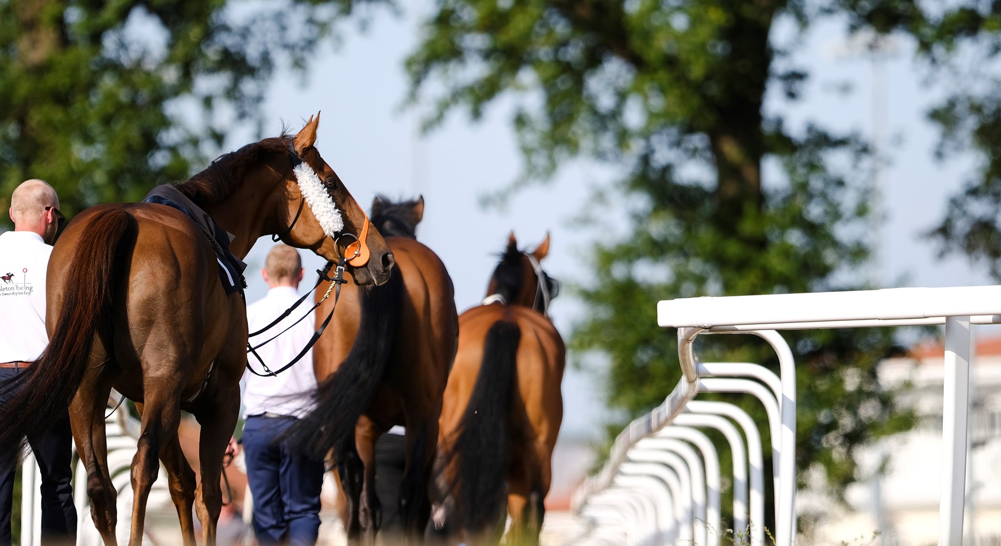 Horses | Chelmsford City Racecourse