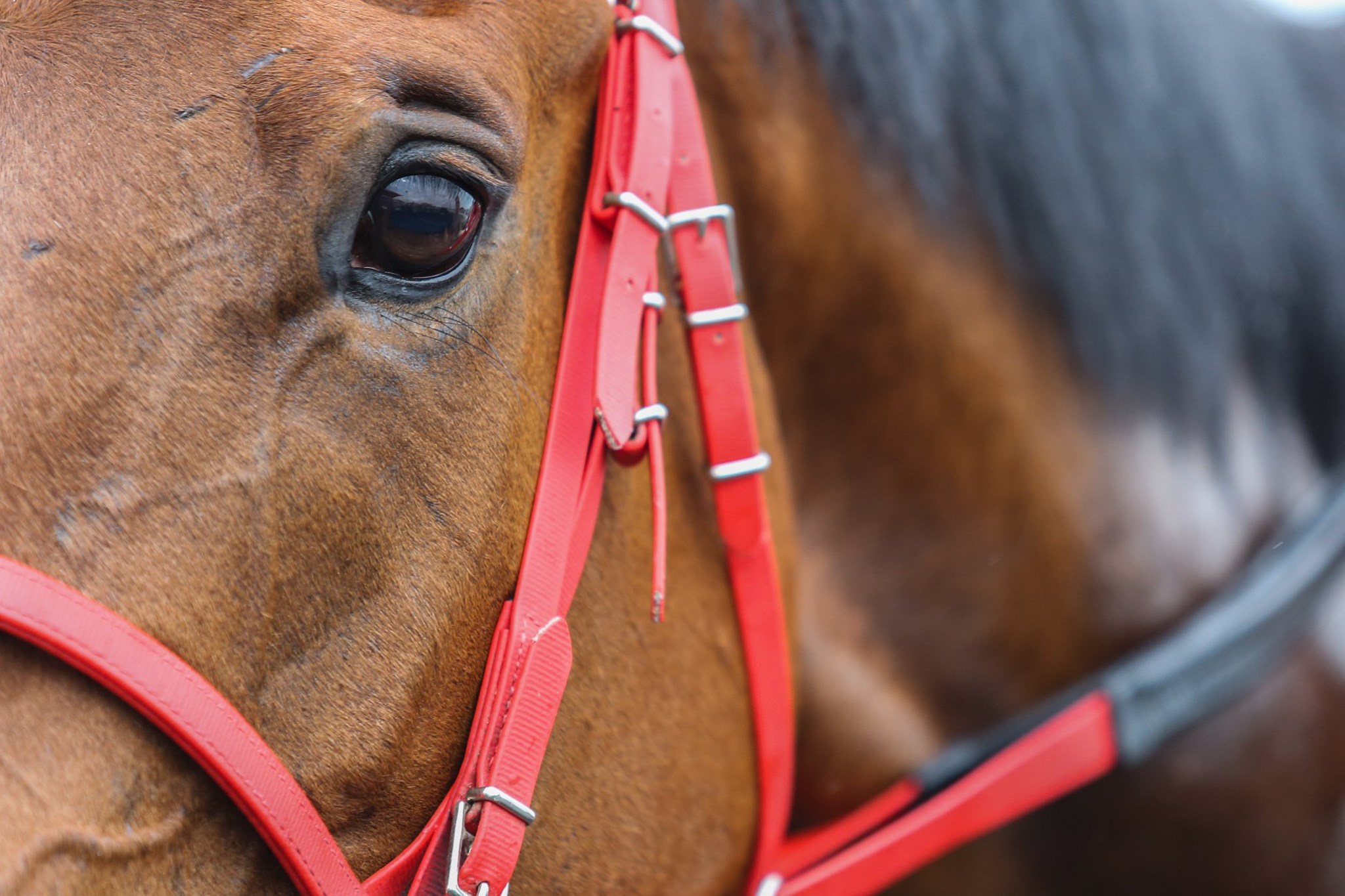 Horses | Chelmsford City Racecourse
