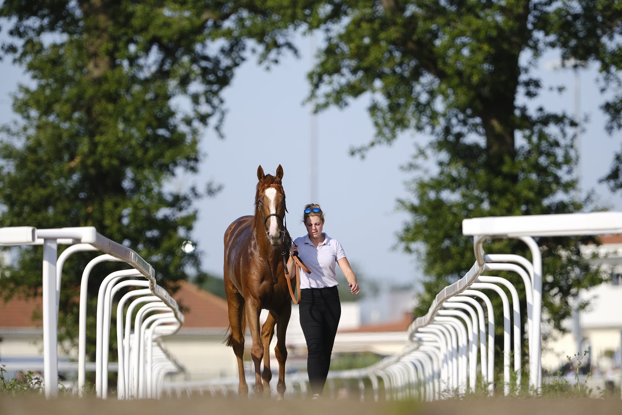 Horses | Chelmsford City Racecourse
