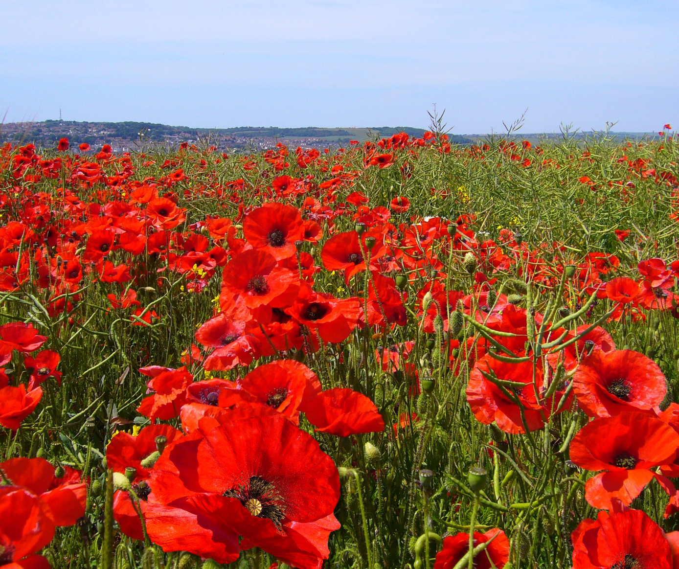 Remembrance Day | Chelmsford City Racecourse