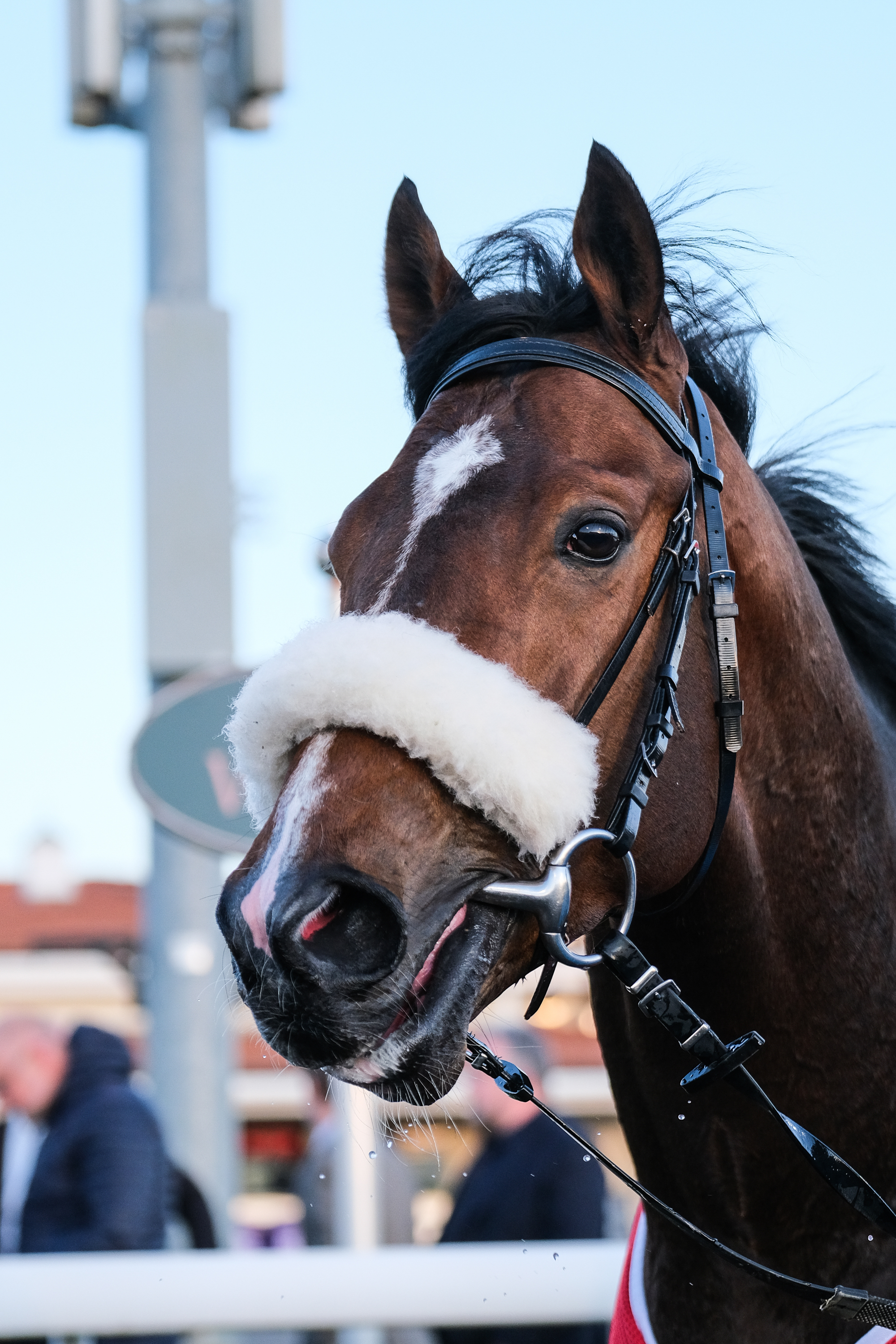 Horses | Chelmsford City Racecourse