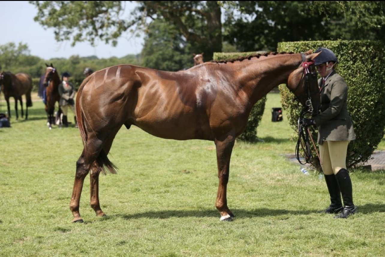Horse Racing | Chelmsford City Racecourse