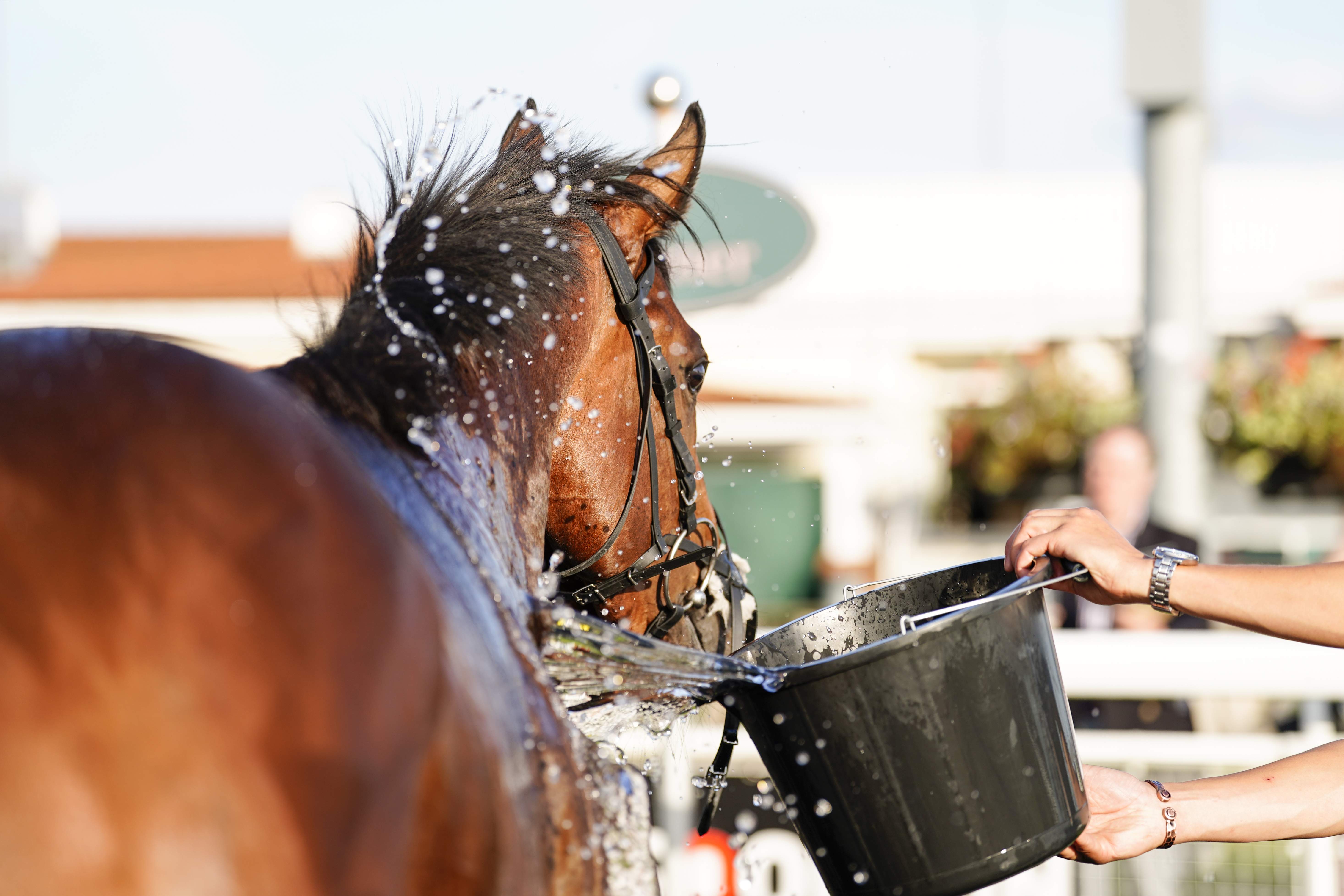 racing | Chelmsford City Racecourse