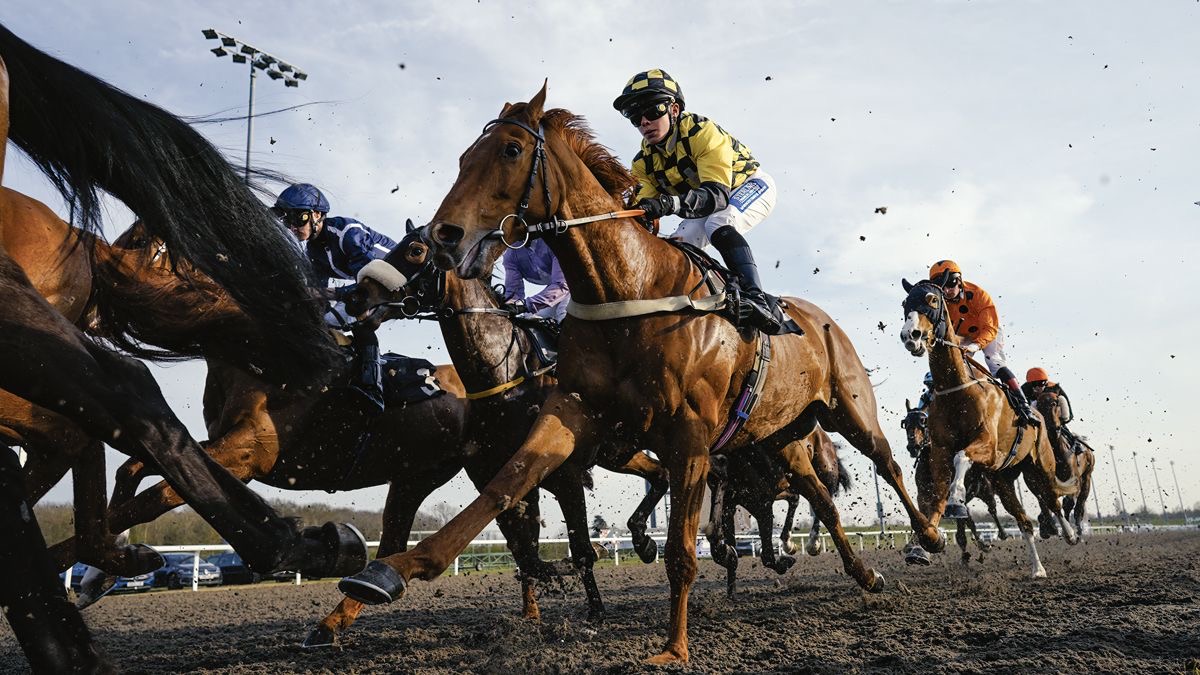 cardinal stakes