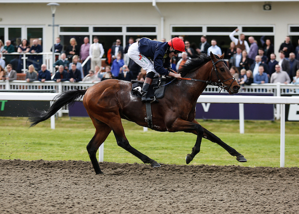 cardinal stakes